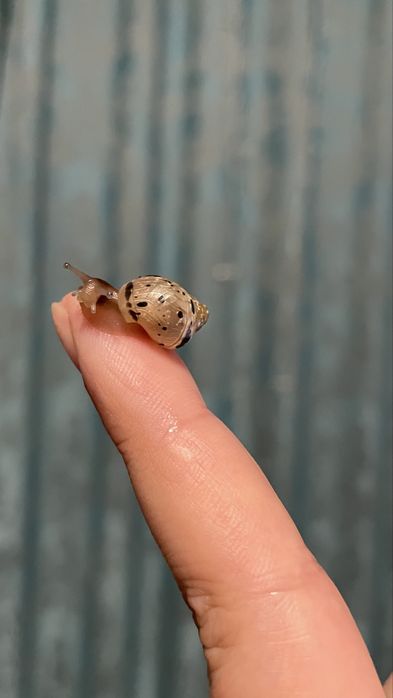 Малыши улитята Ахатины. Город Сарань