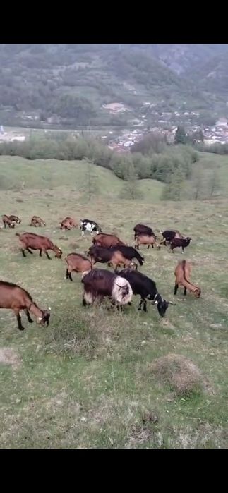 Vând capre Alpin franceze