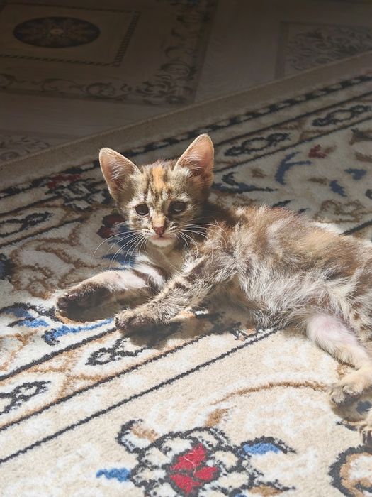 Котята в добрые руки (бесплатно)