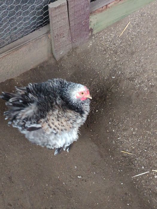 Oua incubat cochincina pitic