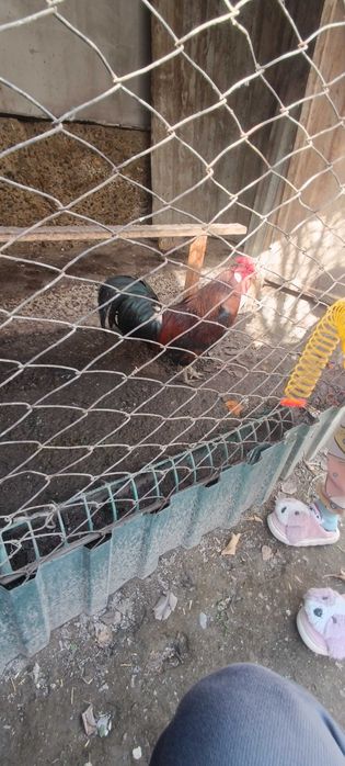 Brama jujalari sotiladi