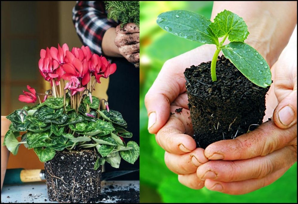 Иссикхона/Теплица ва кучатлар учун тайёр универсал коришма, грунт