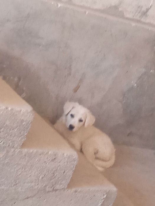 Бесплатно в хорошие руки