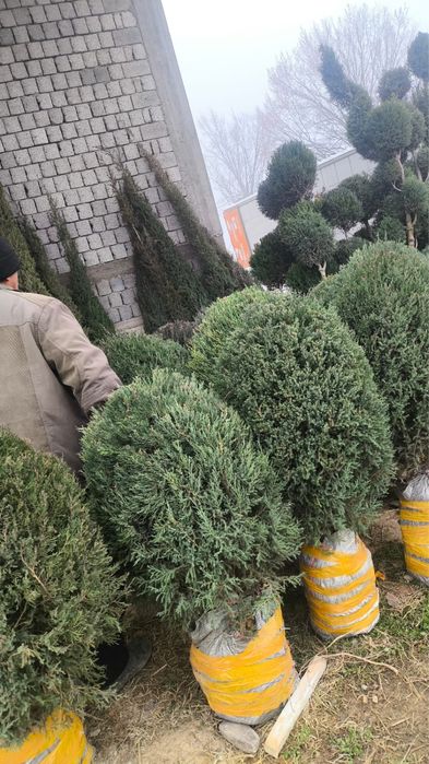 Көшеттер бар арзан бағада