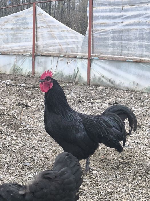 Cocos Austrolop negru