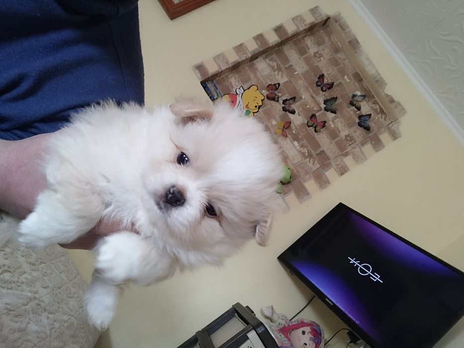 Продавам Пекинезчета