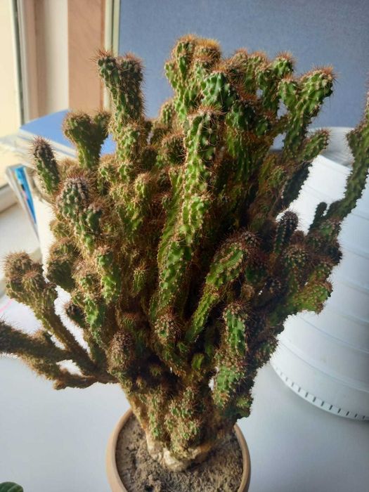 Кактус дерево 62 см
