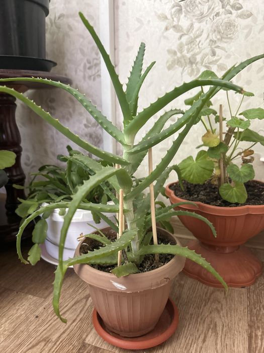 Комнатные растения