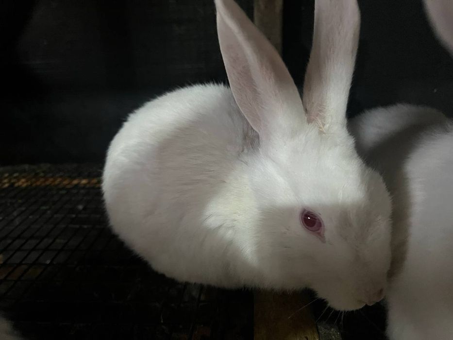 Қуёнлар сотилади