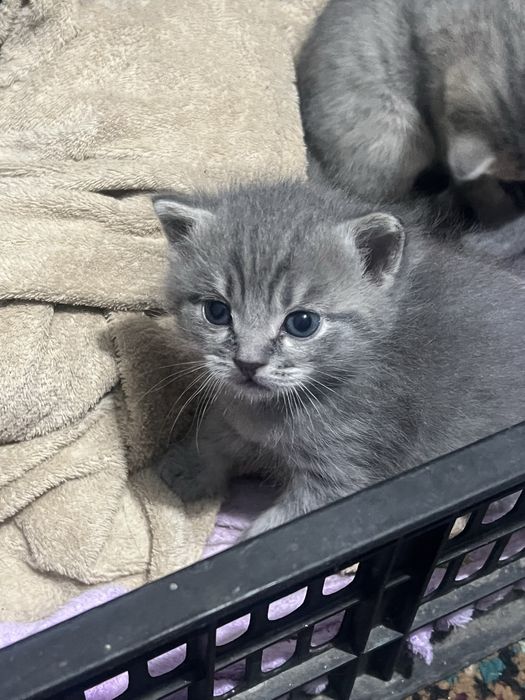 Катенки продам!!