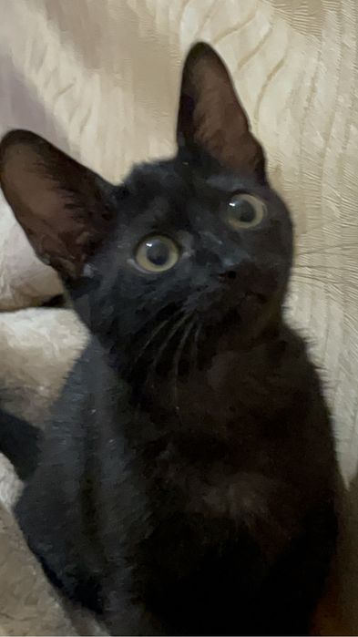 Пристраивается котёнок