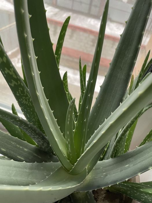 Алое Вера лечебное от 3х лет