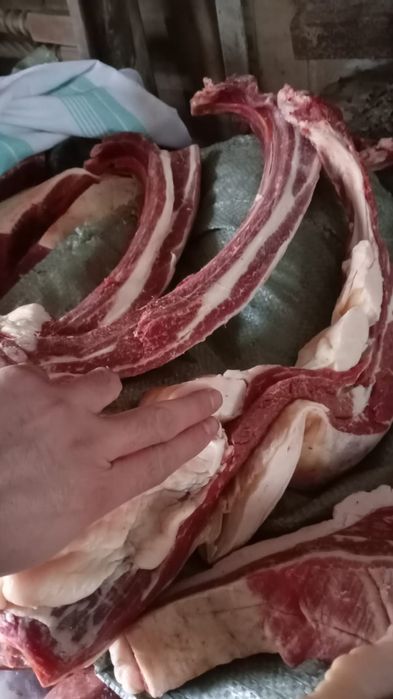 Продам согым, конина