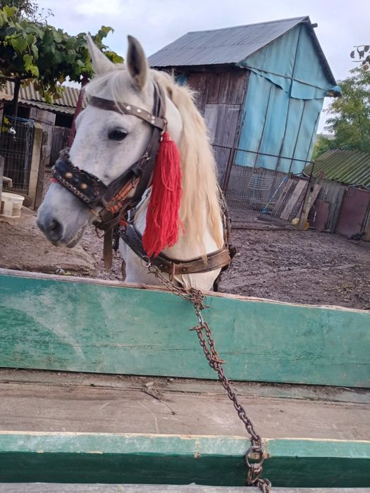 Vând, iapă de 6 ani