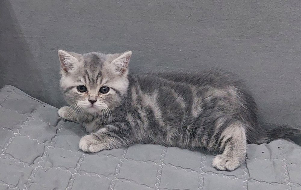 Продам девочку британку с документами