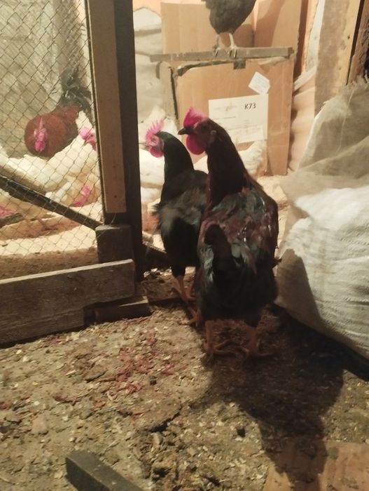 Продам молодых петухов