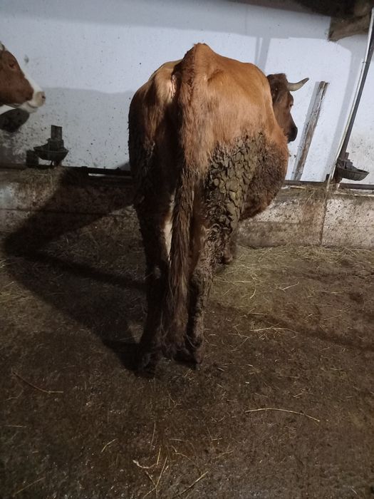 De vânzare vaca gestanta