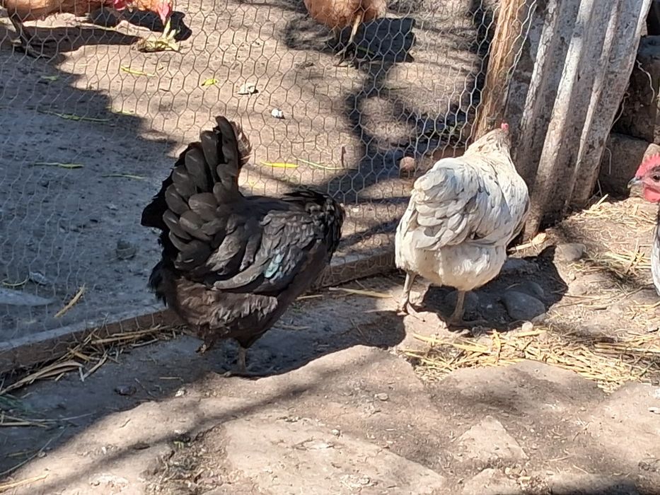 Oua de incubat australorp