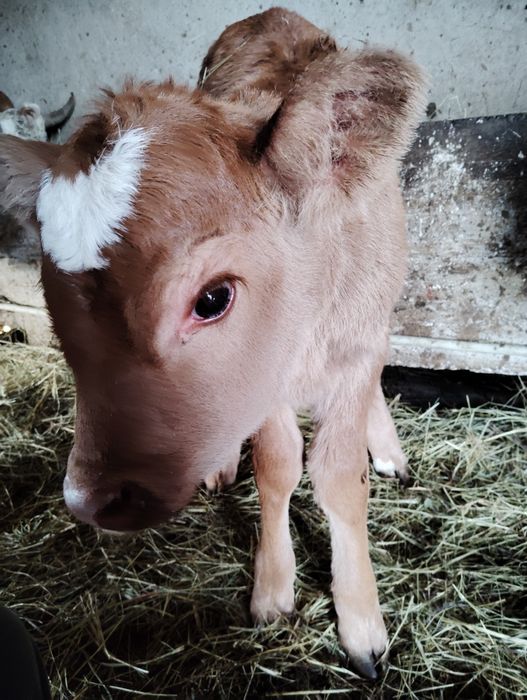 Vând vacă și vițcă