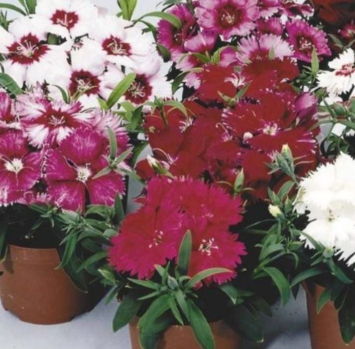 Комнатные цветы от 500 тн