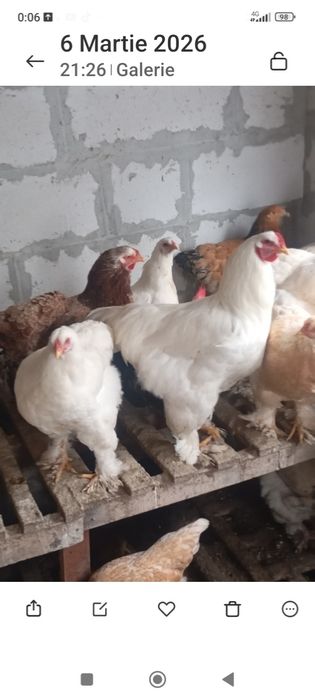 Vînd Găini pui Găină si Gîste