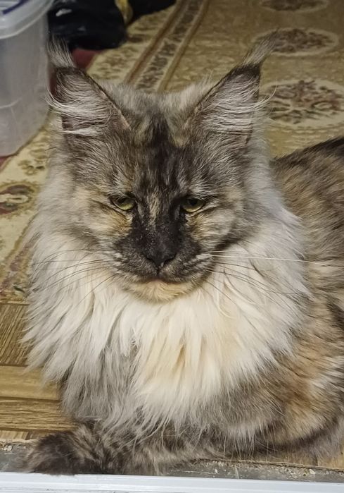 Котик мейн-кун 1,5 месяца