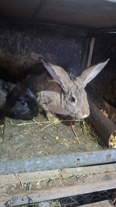 Vând iepuri : hycole francez , uriaș german ,  cap de leu