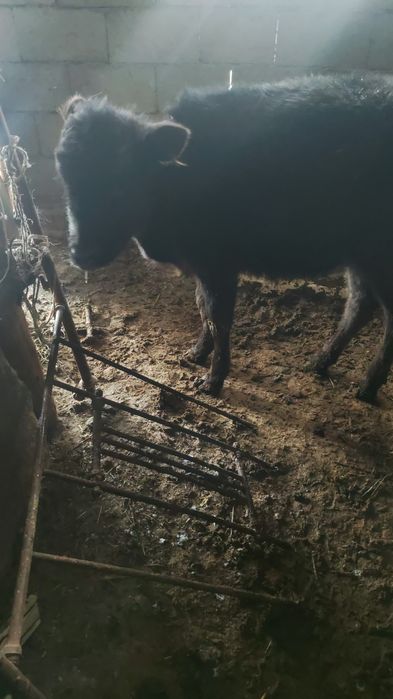 Теленок теленок 4 месяца