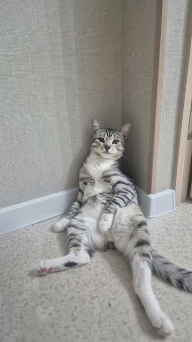 Отдаём в хорошие руки кота