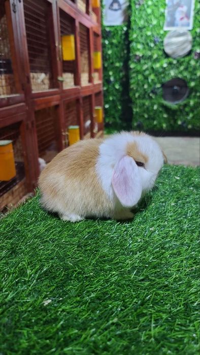 Karlik miti quyon bolari sotiladi