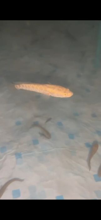 Малёктар сатылады жыланбалық  змейголова