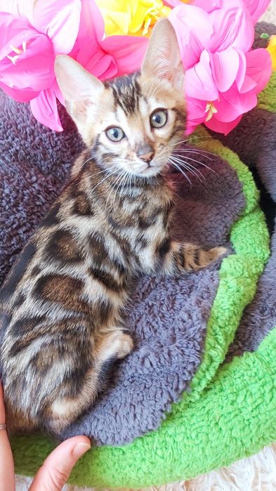 Мини-леoпардики. Бенгальские КОТЯТА