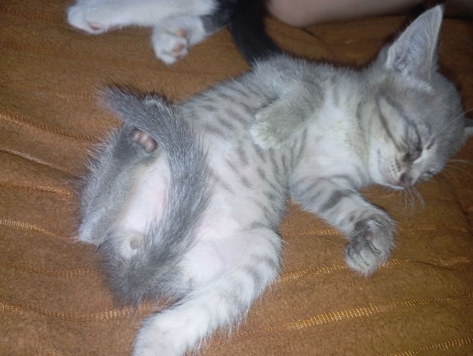 Отдам мальчики котята