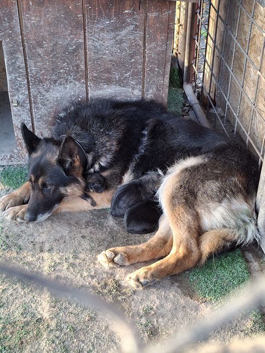 Ciobănesc German in TG-JIU