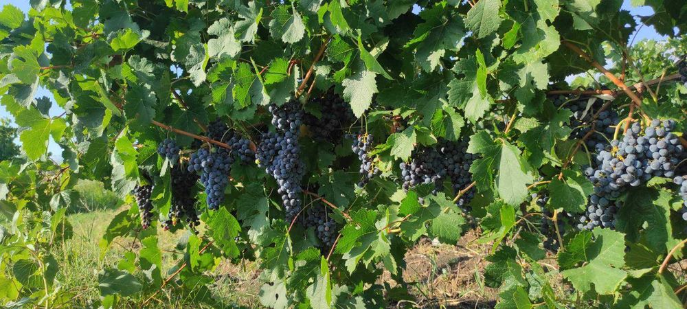 продавам грозде за вино и ракия