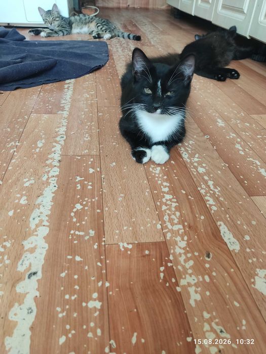 Котят в  хорошие руки