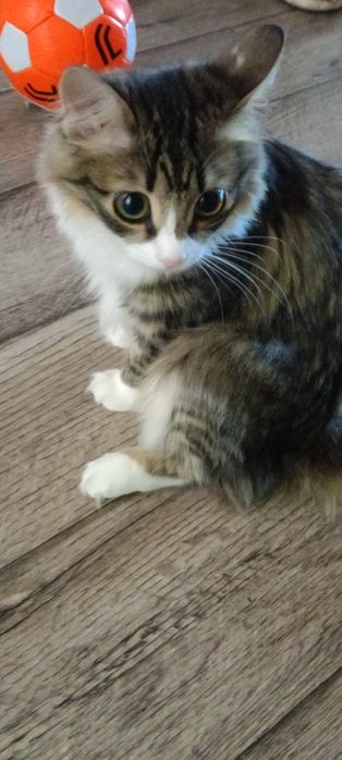 Отдам 8 месячную кошку
