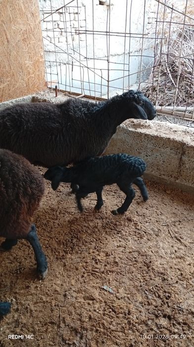 Она бола куй сотилади боласи ургочи!куй йош семиз сифатли хонаки хурон