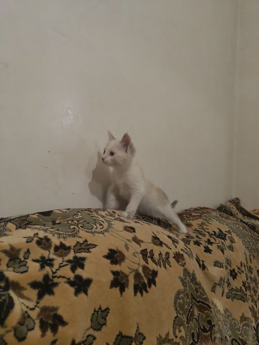 Моя красотулька. Котёнок