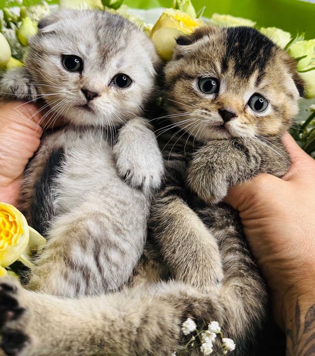 шиншиллы плюшевые малыши