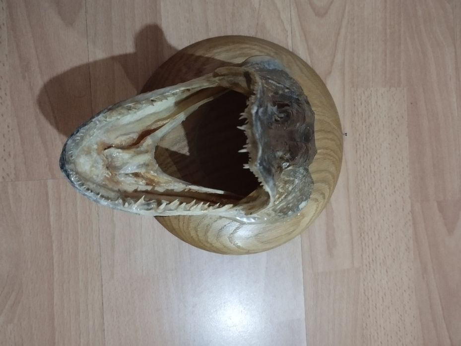 Продавам рибарски трофей