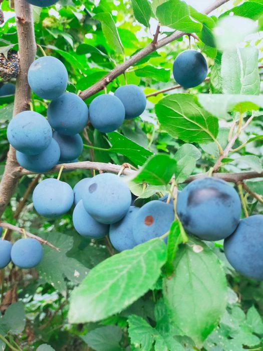 Продам дачный участок