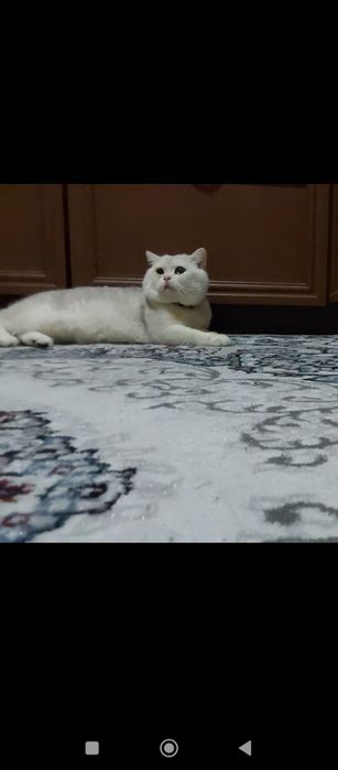 Britan shinshilla Vyaska xzmati