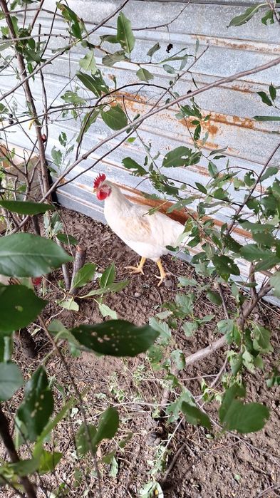 Продам  петушков