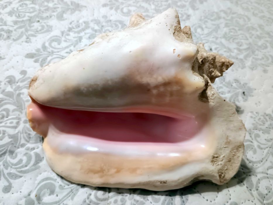 Гигантска Кралска Раковина (Pink Queen Conch) от Куба-25 см – Уникат!