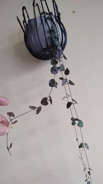 plantă curgătoare,,String of Hearts "( Șirag de inimi)