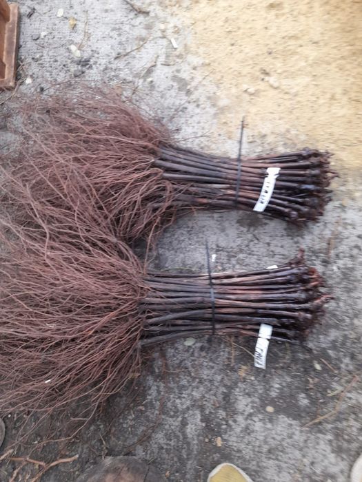 Vând butasi vita de vie