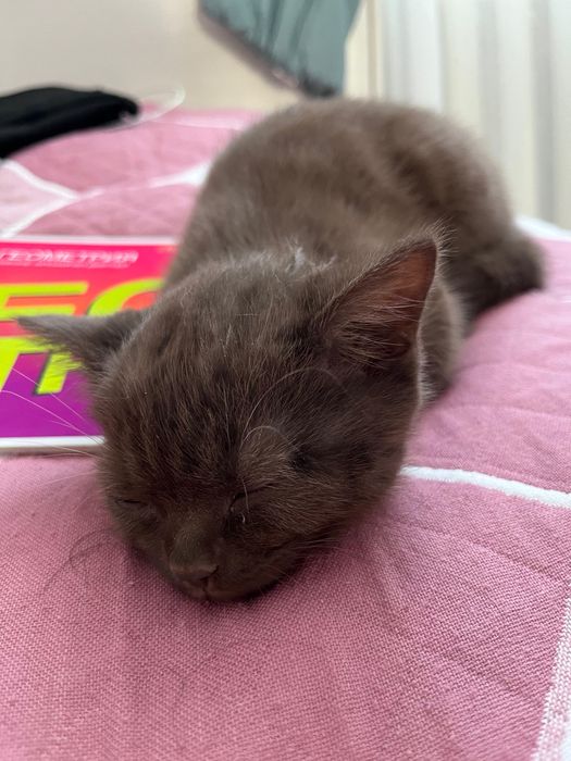 Котята Скоттиш-страйт