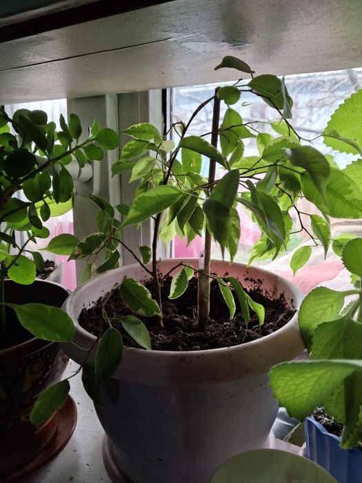 Комнатные цветы распродажа!