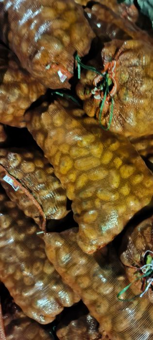 Картофель сорт Вега